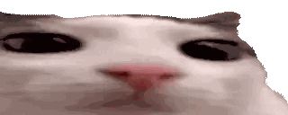 Close Up Cat Face With Big Black Eyes Sticker