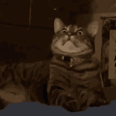 Close Up Cat Face With Collar Making Funny Face GIF
