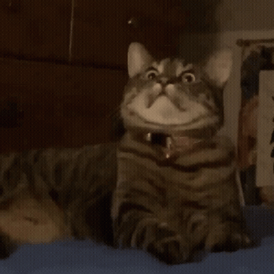 Close Up Cat Face With Collar GIF