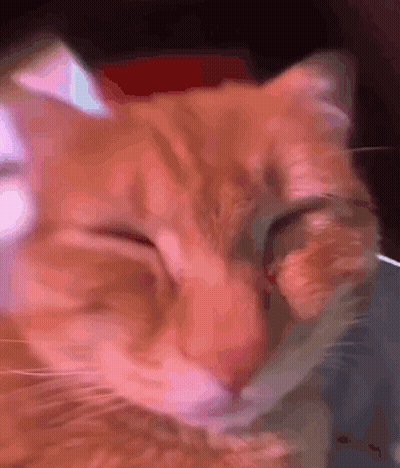 Close Up Cat Face With Eyes Closed GIF