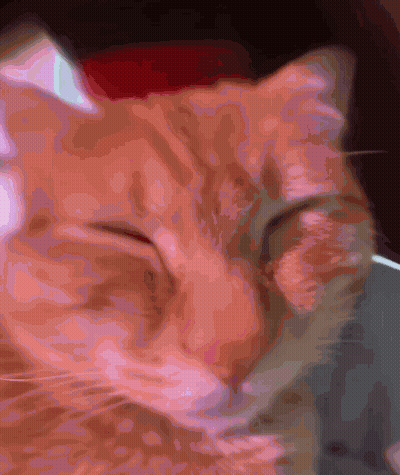Close-Up Cat Face With Eyes Closed GIF