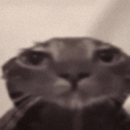 Close Up Cat Face With Grainy Background GIF