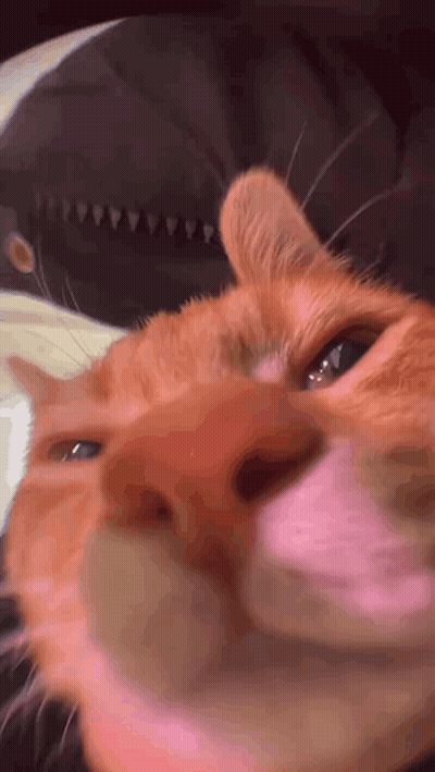 Close Up Cat Face With Hat GIF