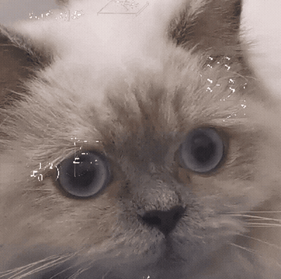 Close-Up Cat Face With Math Equation GIF