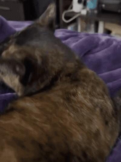 Close Up Cat Face With Purple Gloves GIF