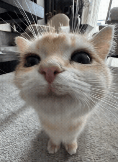 Close Up Cat Face GIF