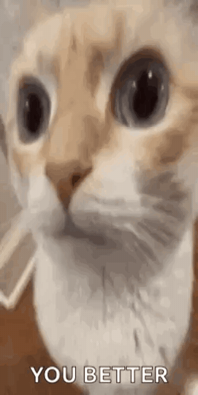 Close-Up Cat Face You Better GIF