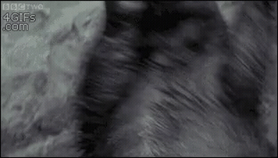 Close Up Cat Fur With 4Gifs.com GIF
