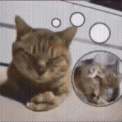 Close-Up Cat Laying Down With Circles GIF