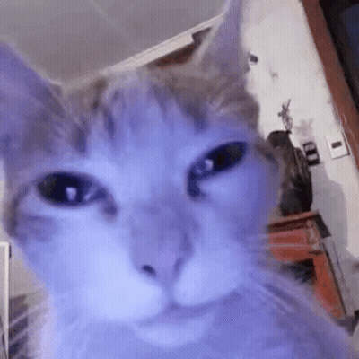 Close Up Cat Looking At Camera GIF
