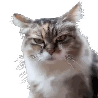 Close-Up Cat Looking At Camera Sticker