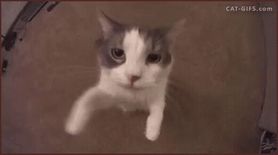 Close Up Cat Looking At Camera GIF