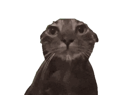 Close Up Cat Looking At Camera Sticker