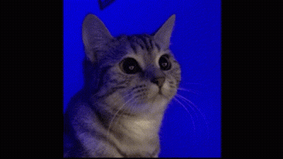 Close Up Cat Looking At Camera On Blue Background GIF