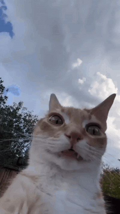 Close Up Cat Looking At Camera With Clouds GIF
