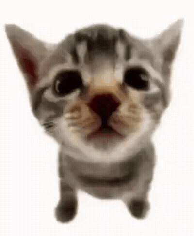 Close Up Cat Looking Up GIF