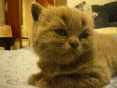 Close Up Cat Lying On Bed GIF