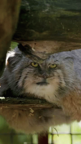 Close-Up Cat Lying On Log GIF