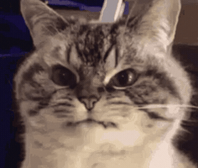 Close Up Cat Making Funny Face GIF