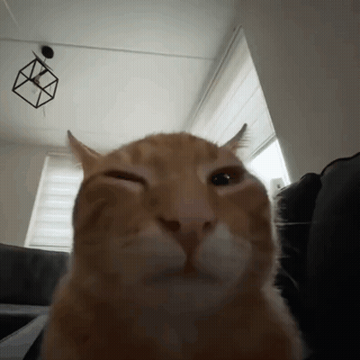 Close Up Cat Making Funny Face Eyes Closed GIF
