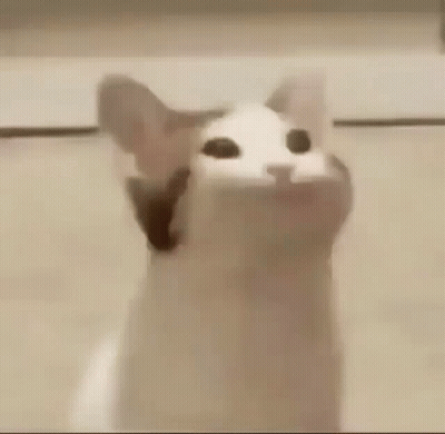 Close Up Cat Mouth Wide Open GIF