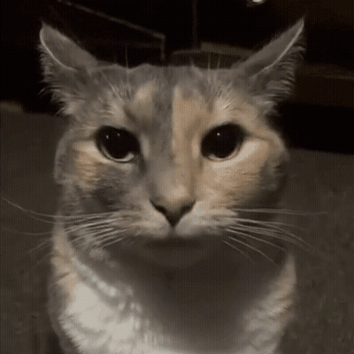 Close-Up Cat On Dark Background GIF