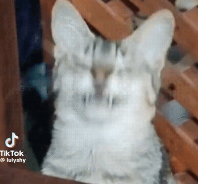 Close Up Cat On Wooden Chair Looking At Camera GIF