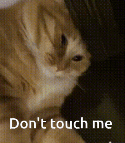 Close Up Cat Saying Don't Touch Me GIF