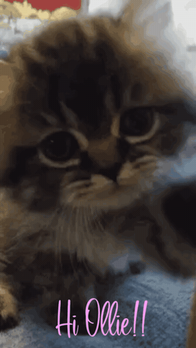 Close Up Cat Saying Hi Ollie In Pink GIF