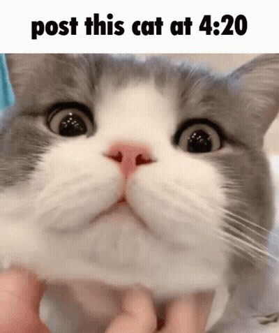 Close Up Cat Saying Post This Cat At 4:20 GIF