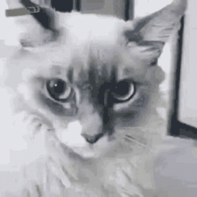 Close Up Cat Serious Face GIF