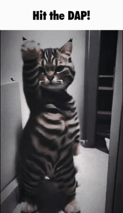 Close Up Cat Shame!!! GIF