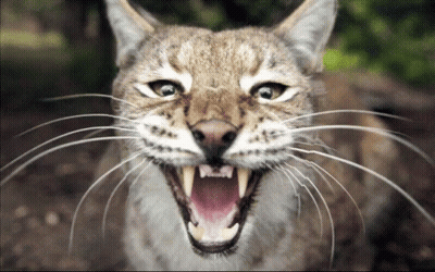 Close Up Cat Showing Teeth