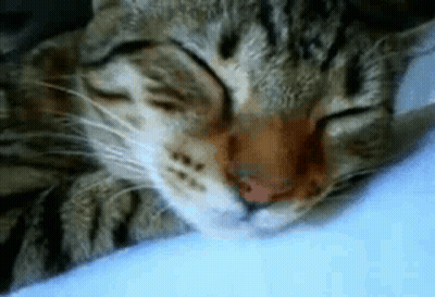Close Up Cat Sleeping on Blanket