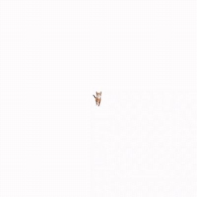 Close Up Cat Sticking Tongue Out GIF