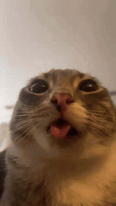 Close Up Cat Tongue Out GIF