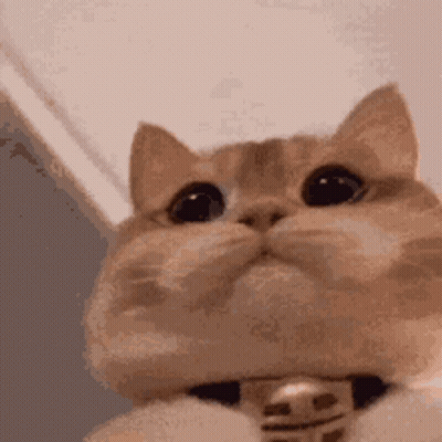 Close Up Cat Wearing Collar Looking Up GIF