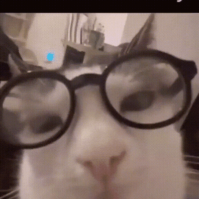 Close Up Cat Wearing Glasses Looking At Camera GIF