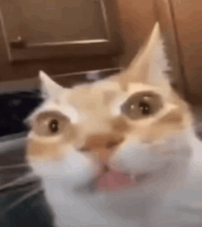 Close-Up Cat Wide Eyes Looking At Camera GIF