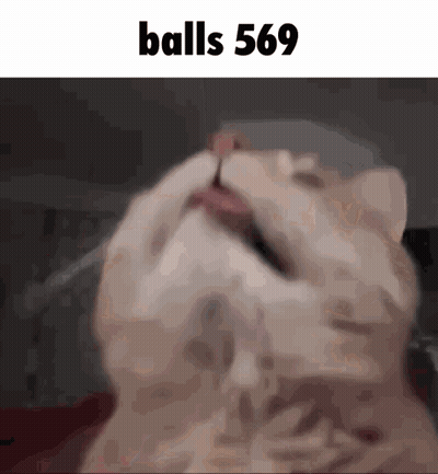 Close Up Cat With Balls 569 GIF