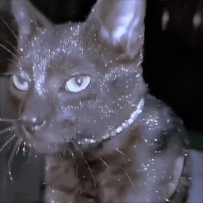 Close Up Cat With Blue Eyes And Necklace GIF