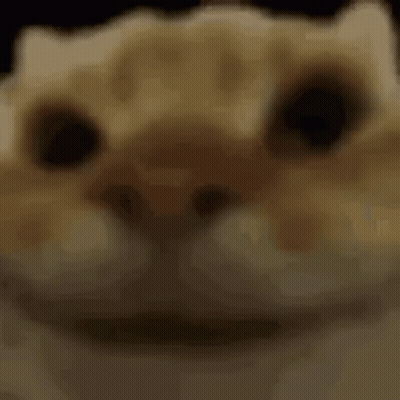 Close Up Cat With Blurry Background Looking At Camera GIF