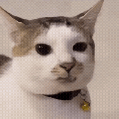 Close Up Cat With Collar And Bell GIF