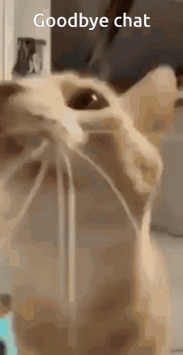 Close Up Cat With Goodbye Chat GIF