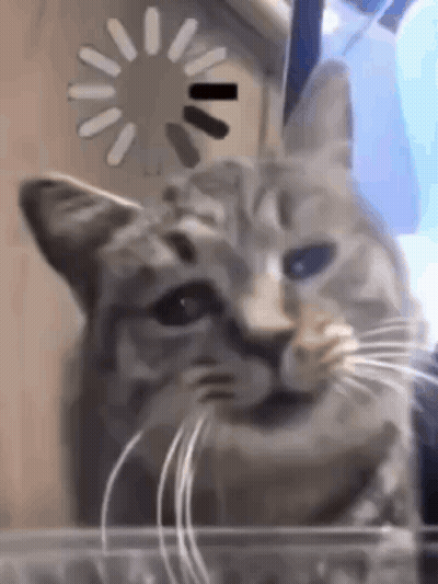 Close-Up Cat With Loading Screen GIF