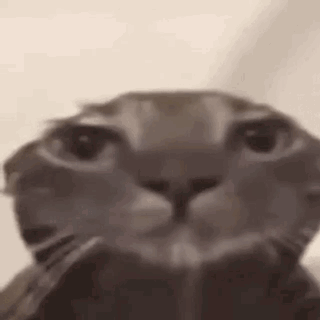 Close Up Cat With Mouth Open GIF