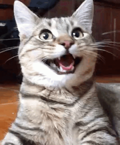Close-Up Cat With Open Mouth GIF