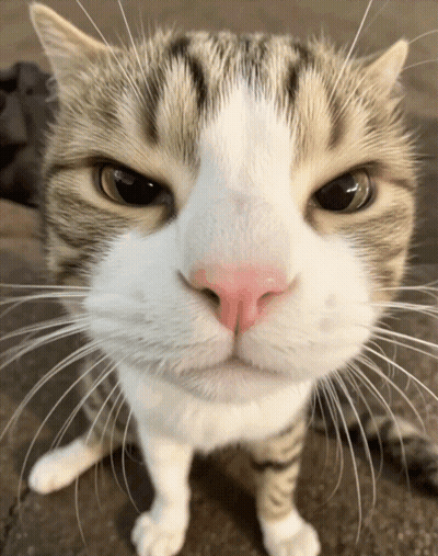 Close Up Cat With Pink Nose GIF