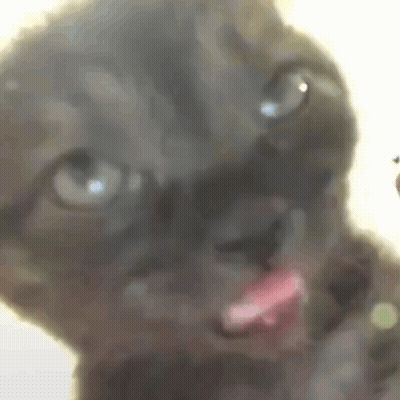 Close Up Cat With Tongue Out