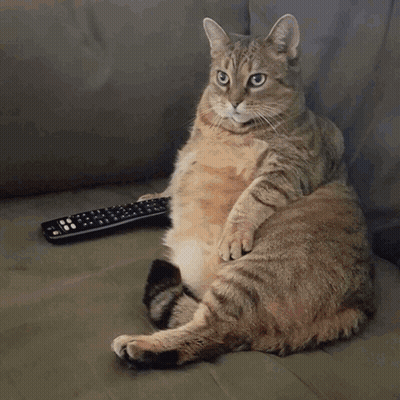 Close-Up Cat With Tongue Out GIF